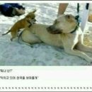 베플