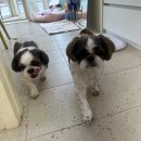 콩이네 이발소 이미지