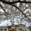 논공농협 맞은편 정자 앞 | 2026 경주 벚꽃 명소 9곳 실시간 개화 상황 및 경주 벚꽃 여행 코스 추천, 경주 벚꽃알리미 소개