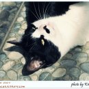 고양이정원 이미지