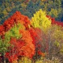 2023년 아름다운 만산홍엽(滿山紅葉가을 풍경 이미지