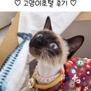 고양이무마취미용 무냥무냥 대구점 이미지