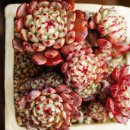 수연슈퍼 이미지