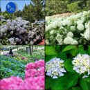 동산초등길 | 초안산 수국동산 수국 개화시기 주차 가는길 수국축제 총정리