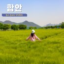 동면 생태친구들 | 경남 5월 가볼만한 곳 함안 청보리밭 칠서 청보리작약 축제 강나루생태공원 실시간 개화 자전거