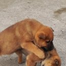 우리두리 이미지