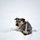 플러스동물의료센터 이미지