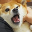 전주동물병원 이미지