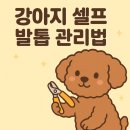 멍멍나래 애견미용 이미지