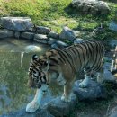 산들봄 | [2025 서울대공원 동물원 후기] 다자녀 무료입장 + 산들주차장 도보 루트 + 관람 동선 총정리