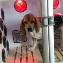 퍼피프렌즈 이미지