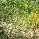 기세곡천 이미지