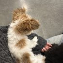 혼자두면 장판뜯어서 차린 개카페 이미지