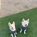 하이리보 | 제주애견카페 [하이리보] 천연잔디와 친절한 사장님이 계신 애견카페 추천:)