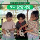 강원사료 | 춘천 토끼랑양이랑 먹이주기 체험 강원도민할인 아이랑 가볼만한 곳 솔직후기