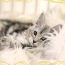 메인쿤 하우스 이미지