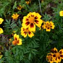 메리골드 이미지