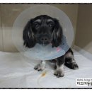 미드미 동물의료센터 이미지