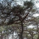 비봉산주유소 이미지