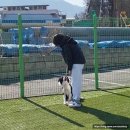 힐링독 | 이천 강아지 훈련소 '힐링독 아카데미' 위탁 교육 훈련 후기