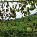 아남농장 이미지