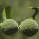 어쿠스틱 밴드(야간) 이미지