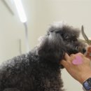 대성애견 이미지