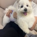 댕타운 네이버블로그