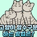 277. 고양이 암수구분 하는 방법! 이미지