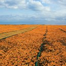 제주풍경스케치 이미지