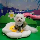 핫DOG | 6시내고양 - 1
