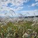 장림유수지 데크 휴식공간 | [대구 대명유수지] - 대구의 숨은 명소, 가을빛 억새와 갈대의 향연.