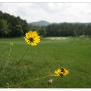 용평 버치힐골프클럽 이미지