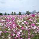 한강시민공원 시계탑 | 2025 가을 축제