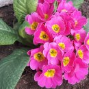 강남찜고을 이미지