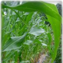 이천농장 이미지