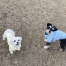 코코블리 애견운동장 이미지