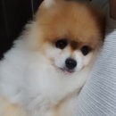 펫살롱모우 이미지