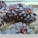 능골농장 이미지