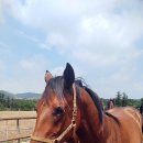 송마목장 이미지