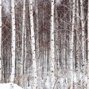 자작나무쉼터 이미지