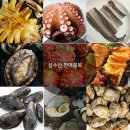 여름철 보양식) 자연산 성게알 ,우니 ,통영바다장어 ,돌문어 ,완도전복 ,뿔소라 ,깐멍게 판매 이미지