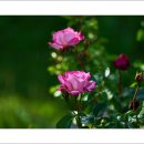 호수공원7로 이미지