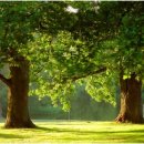 숲속풍경 이미지