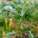 구상나무 (Abies koreana E.H.Wilson) 이미지