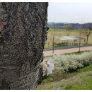 창녕 오여정 이미지