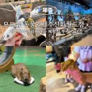피그월드동물병원 | [제주가볼만한곳] 제주모모쥬에서 카피바라와 교감한 제주신화월드 동물원 후기