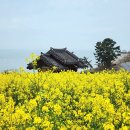 백수대신보건진료소 | 〔전남영광〕영광 유채꽃 명소-광주 근교 유채꽃 명소-영광 정유재란 열부순절지 유채꽃-서해 바다가...