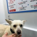 버블펫 | 장항동애견미용 깔끔하게 잘 해주시는 버블펫 매장 후기