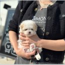 부산강아지분양 디몽 광안리본점 이미지